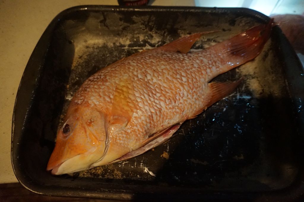 Red Snapper