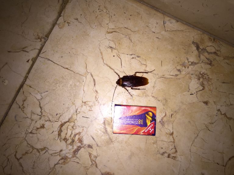 Cucaracha